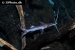 brachyplatystoma platynemum brachyplatystoma platynemum