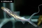 brachyplatystoma rousseauxii brachyplatystoma rousseauxii