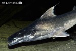 brachyplatystoma rousseauxii brachyplatystoma rousseauxii
