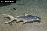 brachyplatystoma rousseauxii brachyplatystoma rousseauxii
