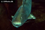 brachyplatystoma rousseauxii brachyplatystoma rousseauxii