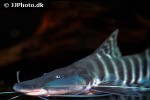 brachyplatystoma tigrinum brachyplatystoma tigrinum