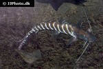 brachyplatystoma tigrinum brachyplatystoma tigrinum