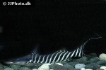 brachyplatystoma tigrinum brachyplatystoma tigrinum