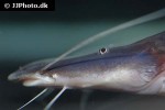 brachyplatystoma tigrinum brachyplatystoma tigrinum