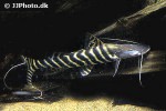brachyplatystoma tigrinum brachyplatystoma tigrinum