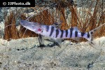 brachyplatystoma tigrinum brachyplatystoma tigrinum