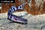 brachyplatystoma tigrinum brachyplatystoma tigrinum