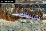 brachyplatystoma tigrinum brachyplatystoma tigrinum