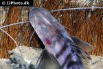 brachyplatystoma tigrinum brachyplatystoma tigrinum