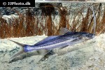 exallodontus aguanai exallodontus aguanai