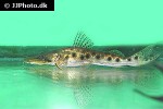 hemisorubim platyrhynchos hemisorubim platyrhynchos