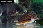 hemisorubim platyrhynchos hemisorubim platyrhynchos