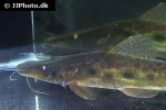 hemisorubim platyrhynchos hemisorubim platyrhynchos