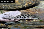 hemisorubim platyrhynchos hemisorubim platyrhynchos