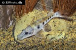 hemisorubim platyrhynchos hemisorubim platyrhynchos