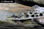 hemisorubim platyrhynchos hemisorubim platyrhynchos