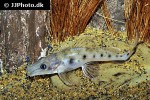 hemisorubim platyrhynchos hemisorubim platyrhynchos