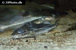 iheringichthys species iheringichthys species