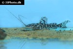 leiarius marmoratus leiarius marmoratus