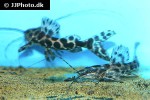 leiarius marmoratus leiarius marmoratus