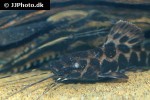leiarius marmoratus leiarius marmoratus