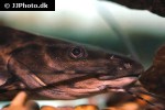 leiarius marmoratus leiarius marmoratus