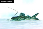 leiarius marmoratus leiarius marmoratus