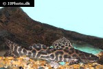 leiarius marmoratus leiarius marmoratus