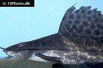 leiarius pictus leiarius pictus