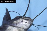 leiarius pictus leiarius pictus