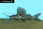 leiarius pictus leiarius pictus