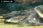 leiarius pictus leiarius pictus