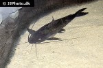 leiarius pictus leiarius pictus