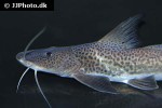 luciopimelodus pati luciopimelodus pati