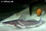 luciopimelodus pati luciopimelodus pati