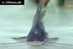 luciopimelodus pati luciopimelodus pati