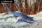luciopimelodus pati luciopimelodus pati