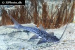 luciopimelodus pati luciopimelodus pati