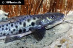 luciopimelodus pati luciopimelodus pati
