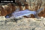 parapimelodus species manaus parapimelodus species manaus