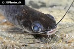 parapimelodus species manaus parapimelodus species manaus