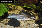 parapimelodus species manaus parapimelodus species manaus