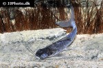 parapimelodus species manaus parapimelodus species manaus