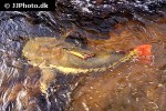 phractocephalus hemioliopterus phractocephalus hemioliopterus