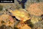 cyclopterus lumpus cyclopterus lumpus