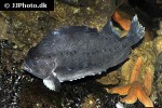 cyclopterus lumpus cyclopterus lumpus