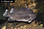 cyclopterus lumpus cyclopterus lumpus