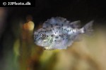 cyclopterus lumpus cyclopterus lumpus