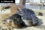 cyclopterus lumpus cyclopterus lumpus